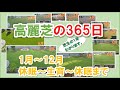 【必見】高麗芝の365日　高麗芝のメンテナンス