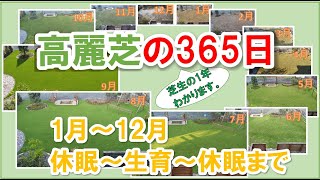 【必見】高麗芝の365日　高麗芝のメンテナンス