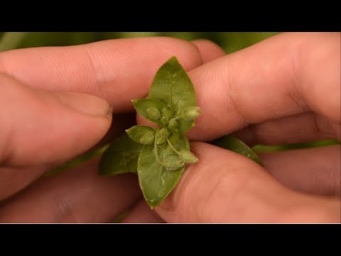 Vídeo: Is Chickweed comestible: informació sobre l'ús de chickweed com a aliment