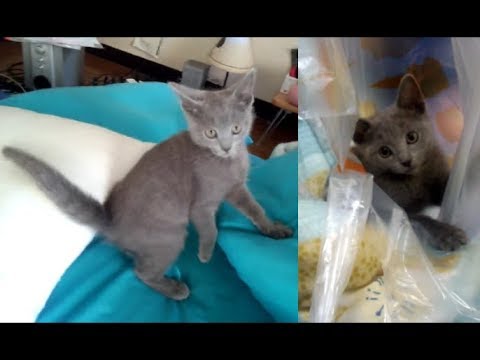 狂暴マッスル猫すずまろの幼少期の動画 - YouTube