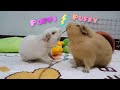 Poppi and puffy  hughug a guinea pig