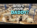 WHY SO MANY COLOURFUL LAMBS?  (Sheep genetics used on our COMMERCIAL SHEEP farm) Vlog 291