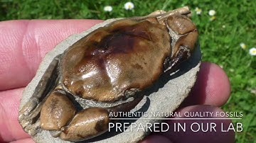 Trilobite Fossil Preparation