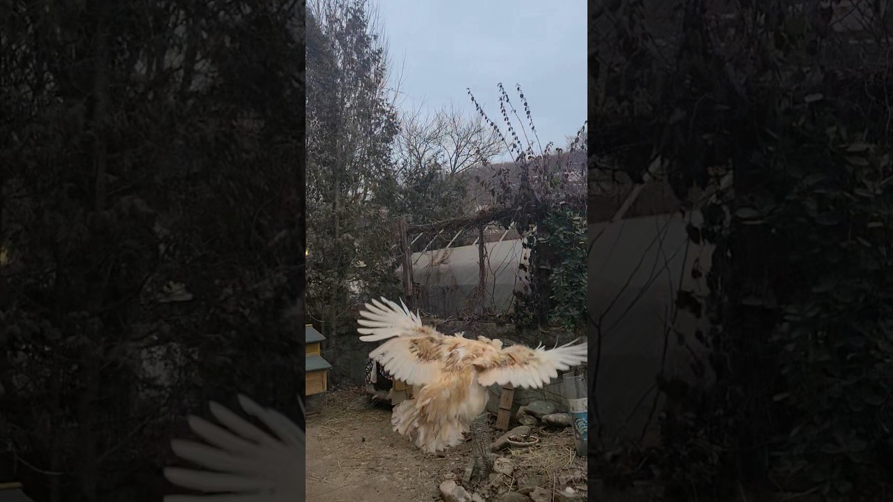 [PetVlog] Chicken, let’s try flying! 닭 날리기 3차 시도 