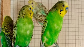11 hr  relaxing budgie sounds parakeet Chirping for your Sad Budgies by Beel Pet Budgie Sounds  730 views 13 days ago 11 hours, 1 minute