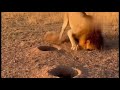 Warthog Vs Lion Funny Moments #Cute