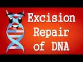 Excision Repair of DNA (Nucleotide Excision Repair and Base Excision repair)
