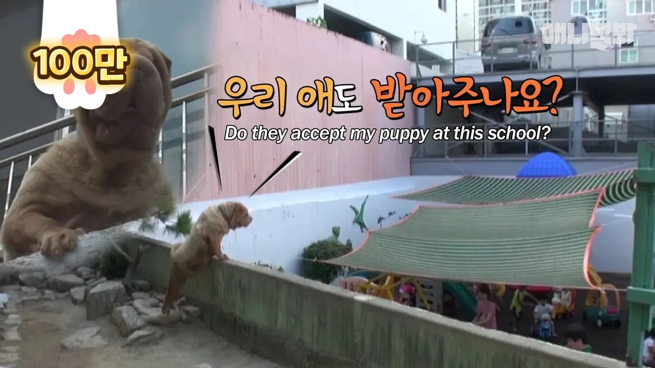 이 어머니는 유치원에 물어볼 게 많은가 봅니다 ㅣ Shar Pei Dog Is Obsessed With Kindergarten 이 어머니는 유치원에 물어볼 게 많은가 봅니다 ㅣ Shar Pei Dog Is Obsessed With Kindergarten