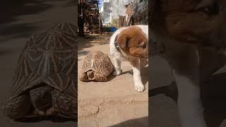 Dog afraid from tortoise 👍👍🐕🐕🐢🐢🐢