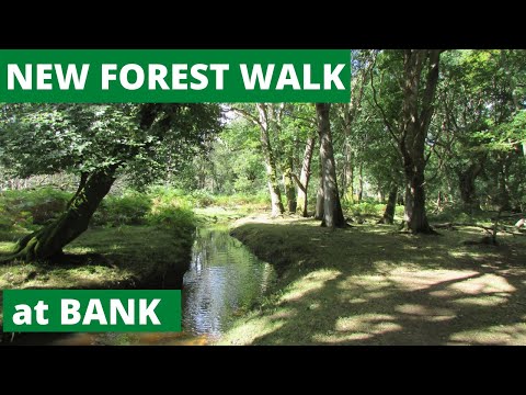 NEW FOREST WALK at BANK (& GRITNAM) (NEW FOREST NATIONAL PARK)