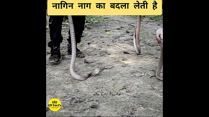 नाग को मार देने पर क्या नागिन बदला लेती | सांप अपने साथी का बदला लेता है | #shorts #sanpkabadla