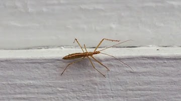 Leafhopper Assassin Bug