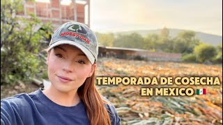 видео: Наша семейная жизнь в Мексике 🇲🇽 Сезон сбора урожая | Тяжелый труд и невероятное мастерство картинка: Наша семейная жизнь в Мексике 🇲🇽 Сезон сбора урожая | Тяжелый труд и невероятное мастерство