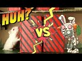 Hamster vs Zombies || Escape from obstacle course maze🐹Hamster stories