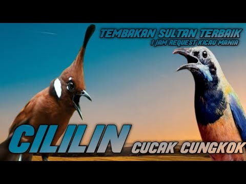 PERANG SULTAN TERBAIK!!! CUCAK CUNGKOK VS CILILI FULL TEMPUR EPIC || MASTERAN MURAI CUCAK IJO CENDET