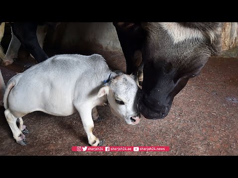 Dwarf cow becomes Bangladesh tourist attraction