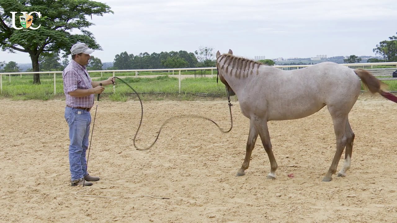 TV UC - 5 coisas a ensinar para o potro