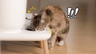 1년 9개월만에 사료를 먹었어요 | 그리고 그 옆을 지키는 고양이 by 무겐의 냥다큐 22,625 views 1 month ago 11 minutes, 43 seconds