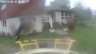 Daily Birdwatching - Netvue Birdfy Birdfeeder Cam - May 9, 2025