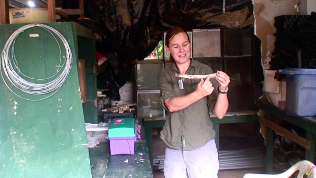 Raising sweat bees in the lab