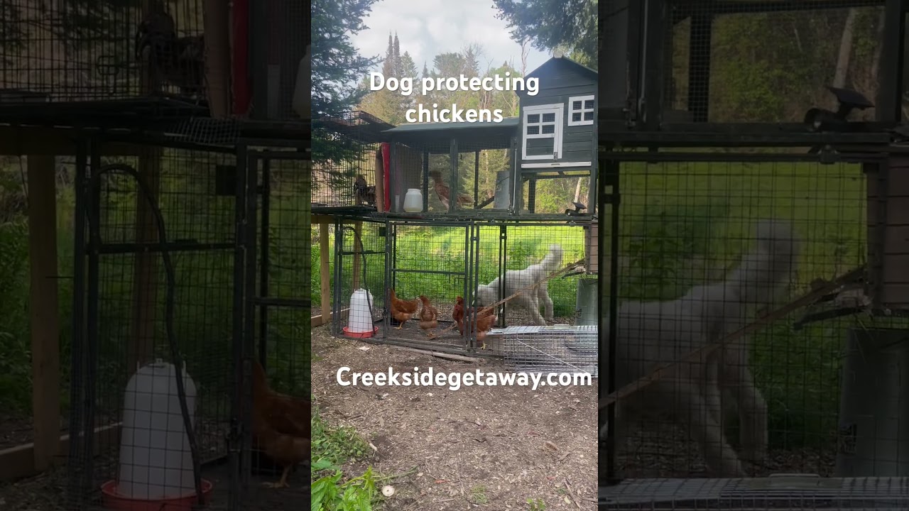 Dog protecting chickens