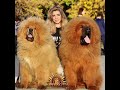 Tibetan&#39;s love story | История любви тибетских мастифов #тибетскиймастиф #tibetanmastiff #puppy