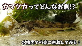 日本淡水魚カマツカをひたすらに観察してみる【120㎝水槽】