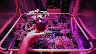 1st DIY Marijuana Urban Micro Grow