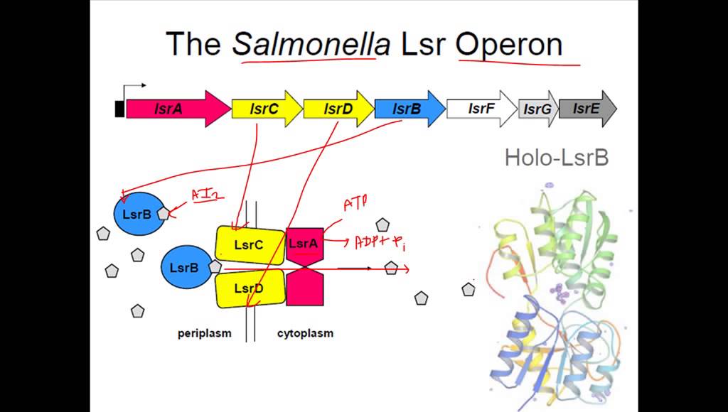 Quorum sensing in bacteria salmonella YouTube