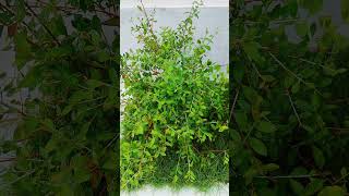 #maruthani palangal# #maruthani#