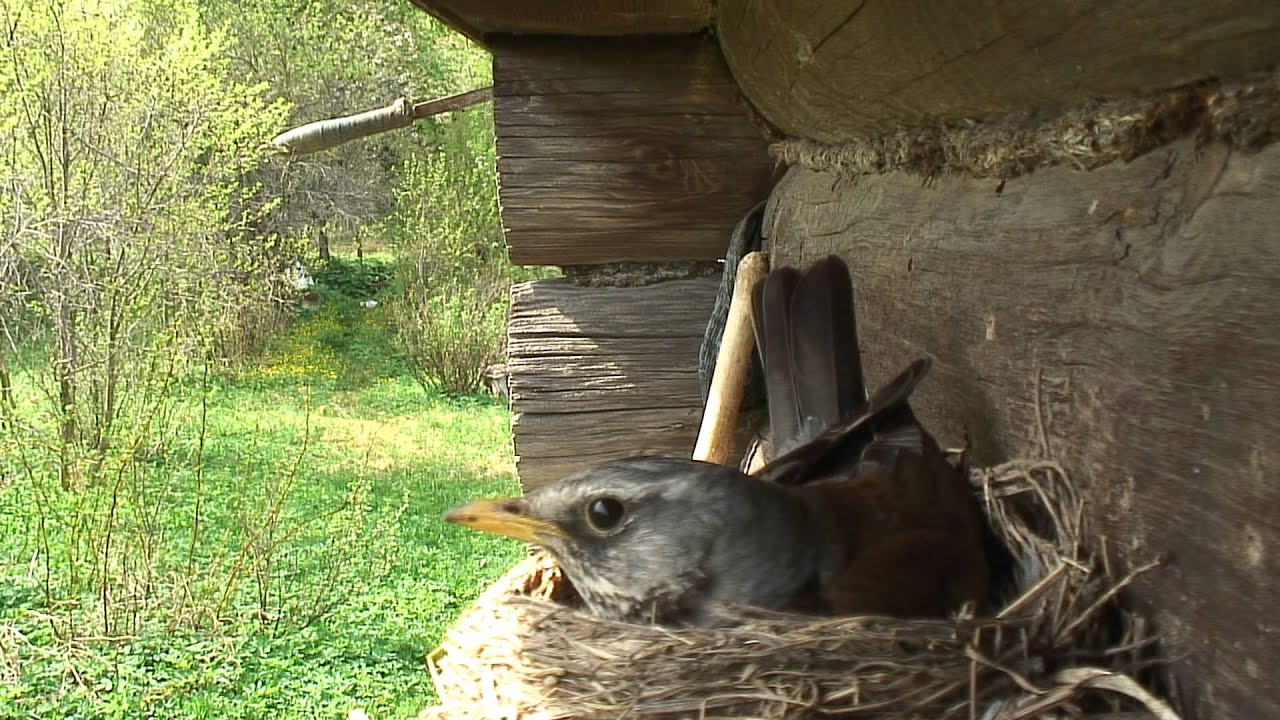 Дрозд - от яйца до птенца