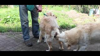 dog mating video 