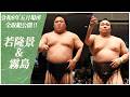【五月場所全取組】若隆景(荒汐部屋)＆霧島(音羽山部屋) ＜令和8年五月場所＞SUMO