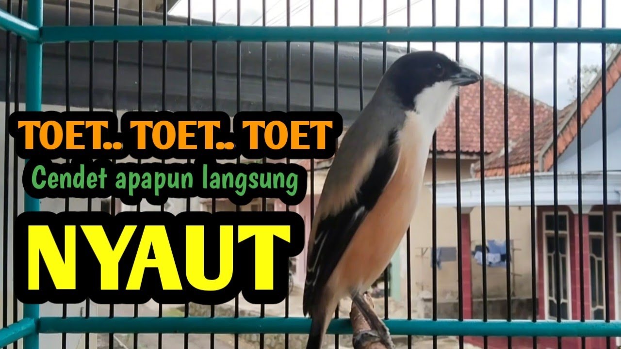 SUARA CENDET TOET TOET MEMANCING LAWAN. Cendet apapun langsung Bongkar isian. 