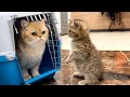 Adopted kitten meets cat