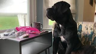 Cane Corso so tired sitting in chair.... won’t lay down