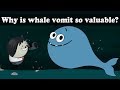 Why is whale vomit so valuable? | #aumsum #kids #science #education #children