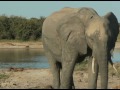 African safari elephants in africa
