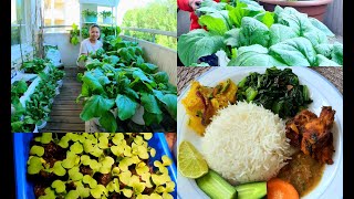 Rayo Saag | Mustard Greens | Growing Nepali Vegetables in Finland