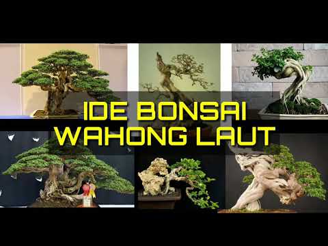 Ide Bonsai Wahong Laut