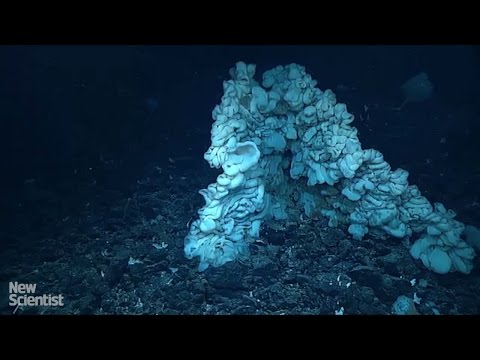 World&#039;s biggest sponge is as big as a car