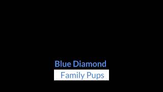 Blue Diamond Leroys Linda F1 Cavapoo Litter
