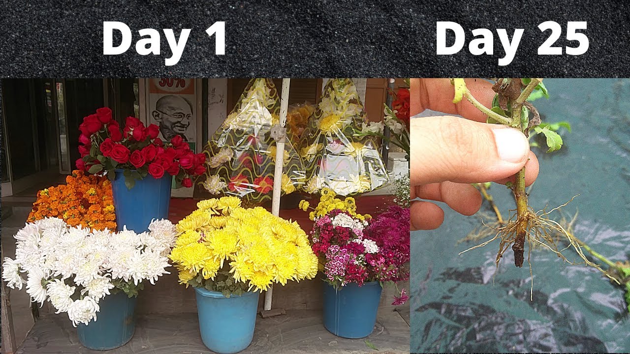 Grow Chrysanthemum Cuttings from Flower Bouquet or Cut Flowers