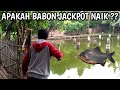 Mancing ikan bawal babon jackpot  nekad mancing