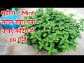 पुदीना कैसे उगाये घर पर कटिंग से / पुदीना लगाने का तरीका / How to Grow Mint At Home / mint cutting