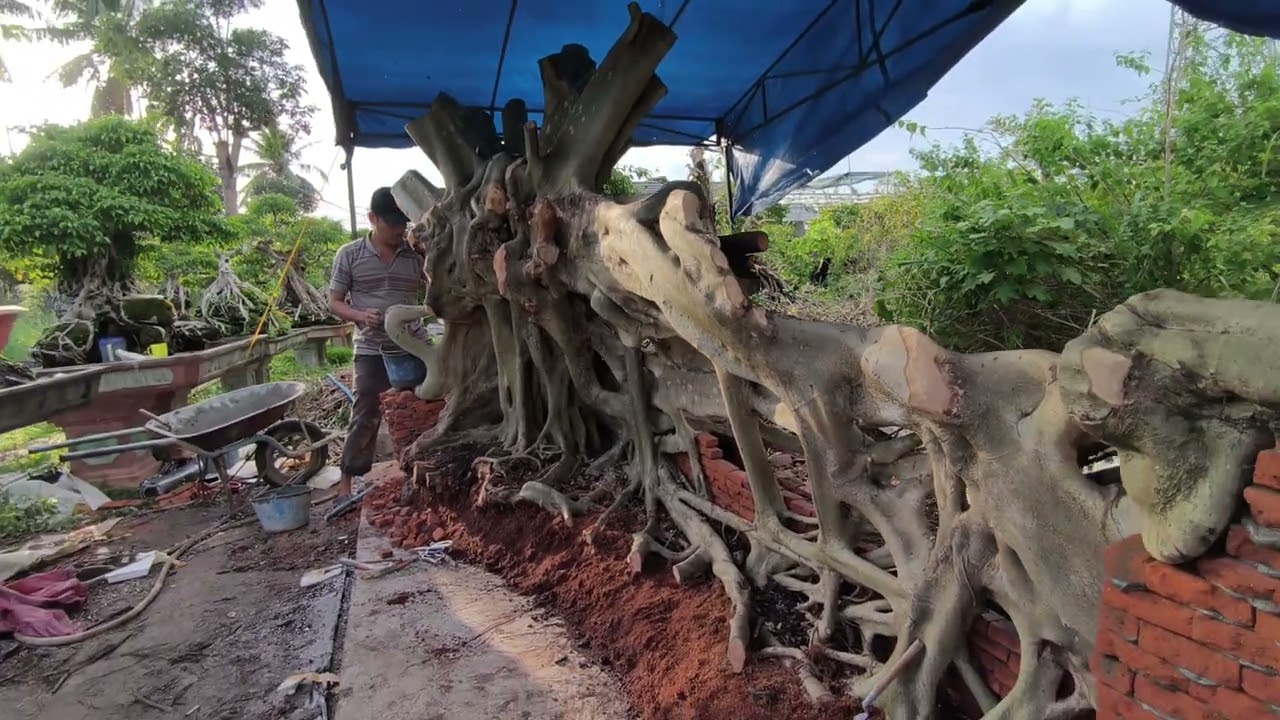 Bồ đề bóm tường