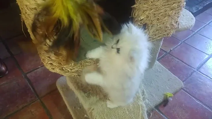 Watch the video about Chinchilla persian kittens when they are not so lazy...