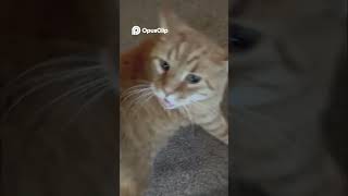 Cat Stares Down Camera, You Won't BELIEVE What Happens Next!