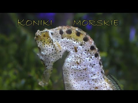 KONIKI MORSKIE