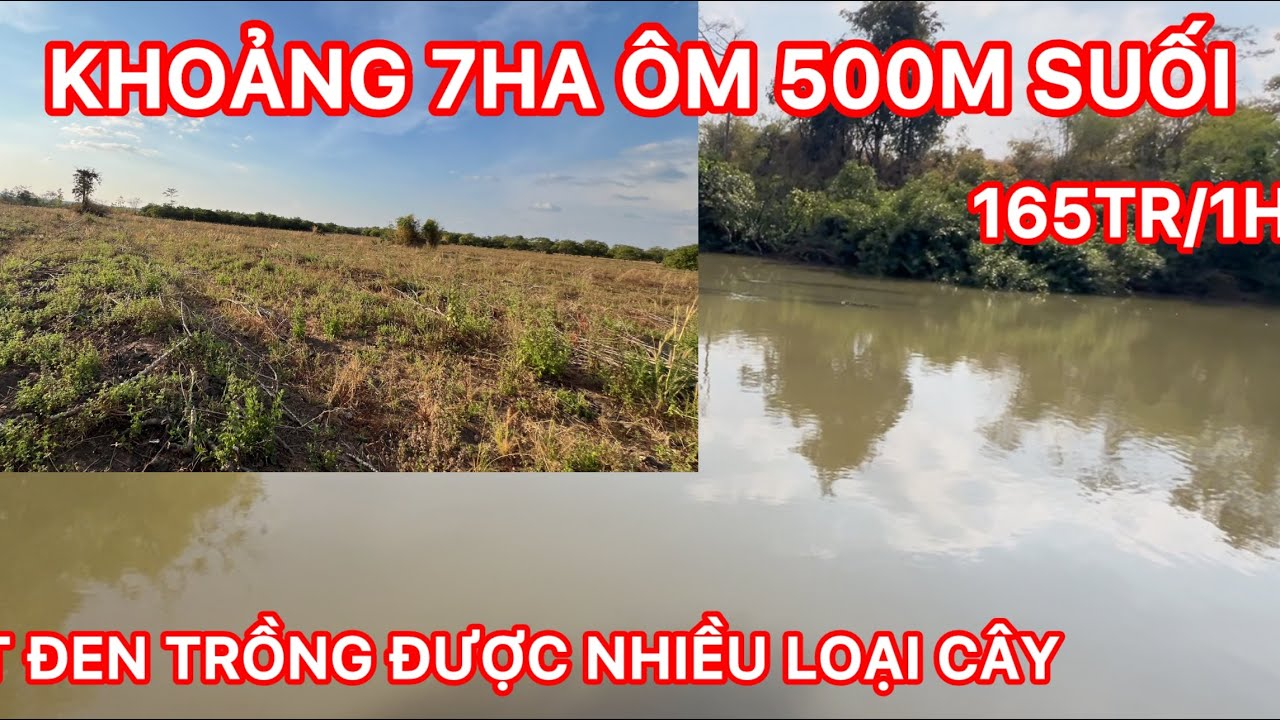 Cần chuyển nhượng 7ha đất đen ôm suối bốn mùa đường ok đất bằng trồng được nhiều loại cây